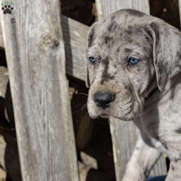 Blue Skye, Great Dane Puppy